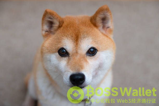 SHIB：深入解析Shiba Inu加密货币